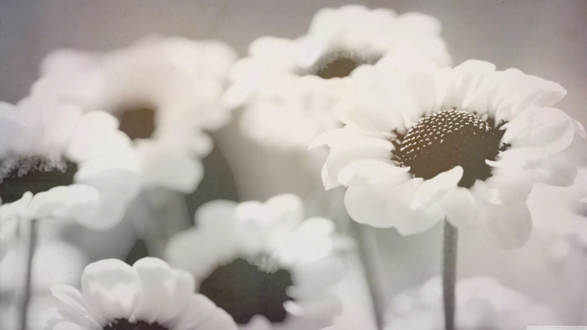 White Daisy Bloom: Soft Focus Aesthetic Wallpaper