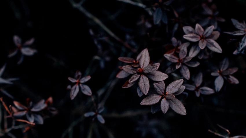 Dark Flowers Moody PC Wallpaper