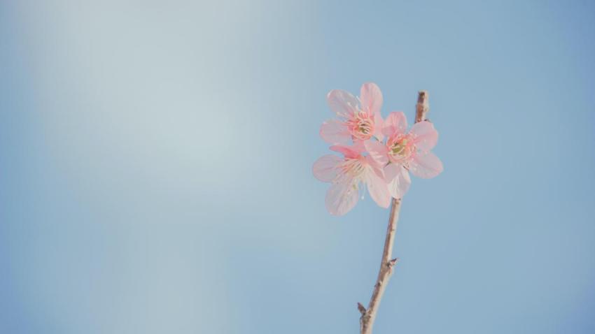 Aesthetic Spring Blossom Laptop Wallpaper