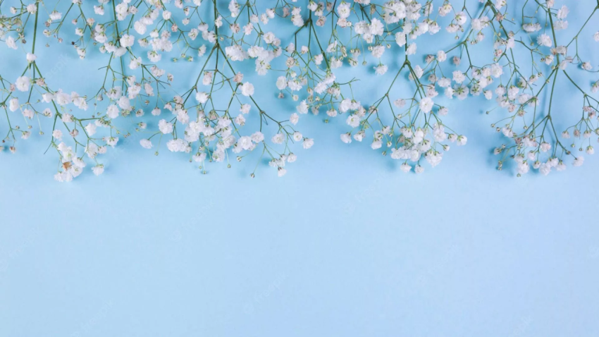 Cute White Flower Desktop Wallpaper