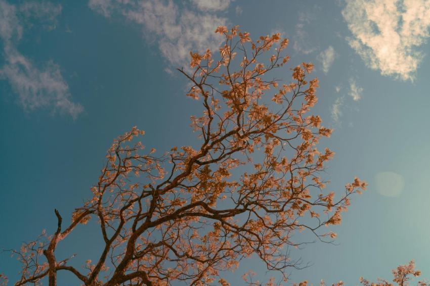 Golden Branches Against Blue Sky 4k Wallpaper