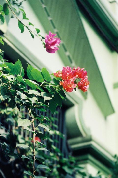 Pink Bougainvillea Bloom Aesthetic Wallpapers